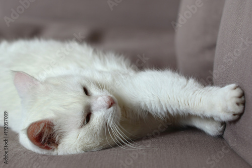 white cat sleeps on sofa © CharMoment