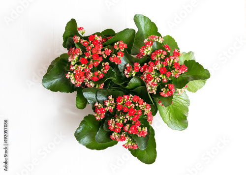 View from above. Three Kalanchoe on white wooden background. photo