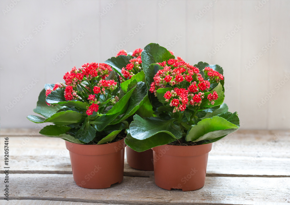 Red Kalanchoe flowers on a wooden background. Red Kalanchoe flowers on a wooden background.