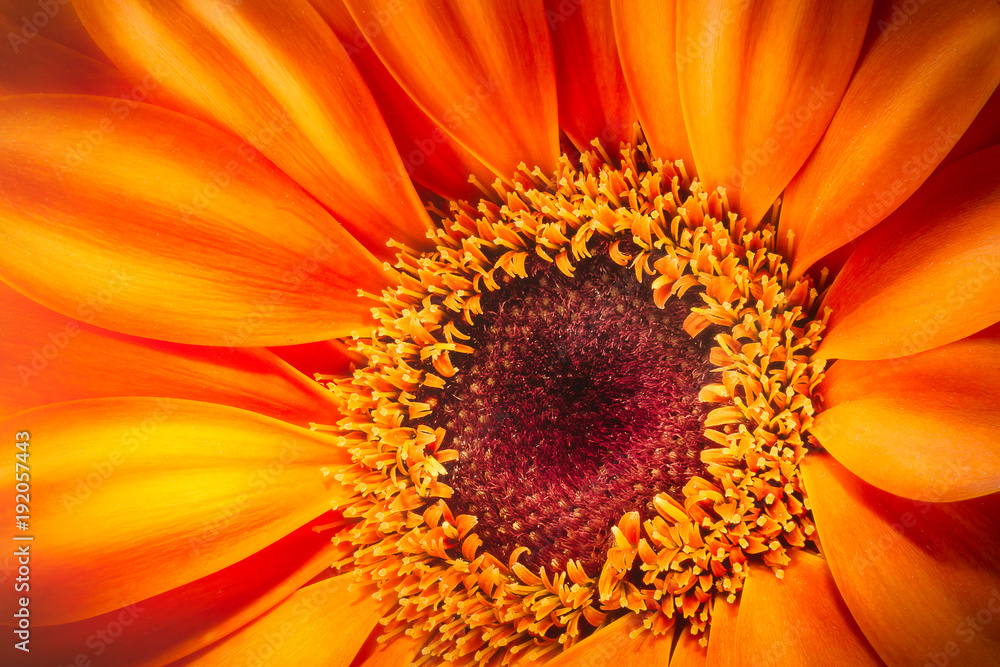Orange gerbera flower isolated on white background Orange gerbera flower isolated on white background