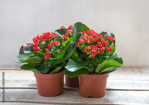 Принти на полотні Red Kalanchoe flowers on a wooden background.