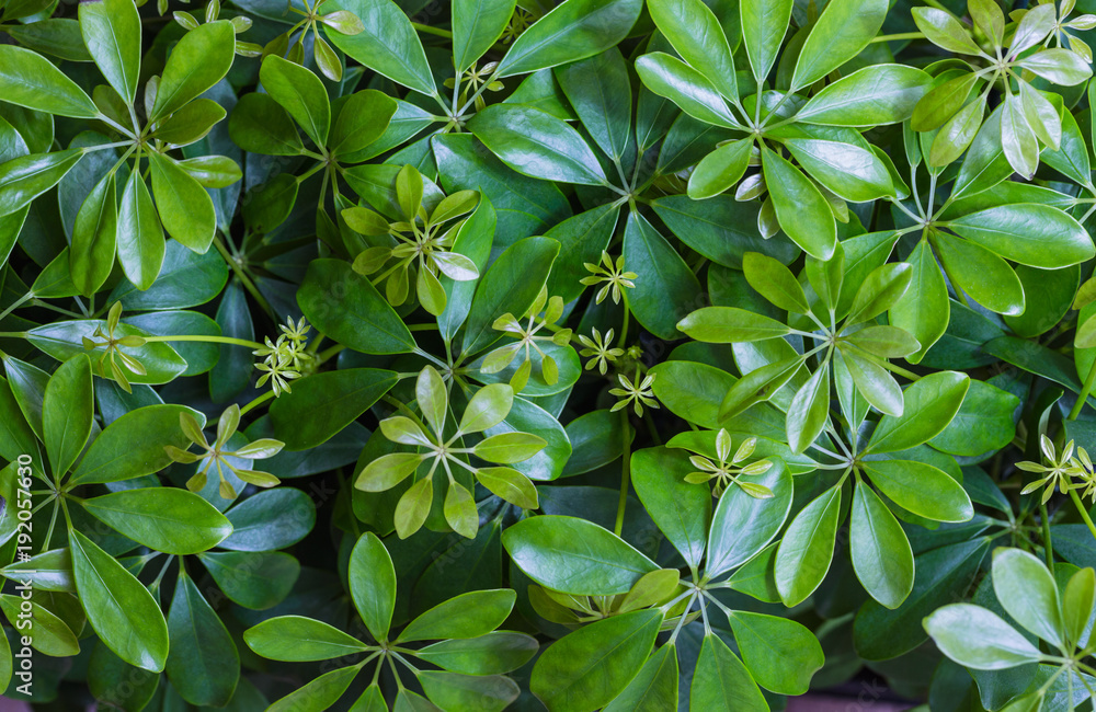 Dwarf Umbrella (Schefflera actinophylla) ornamental plants .Background Pattern, Vertical Green Leaves Textured or Green Bush Background.