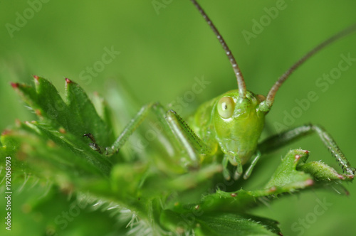 grasshopper © Aladin
