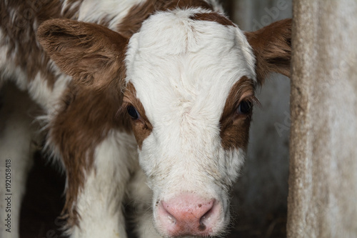 A young calf with white spots with red spots looks out of the pen