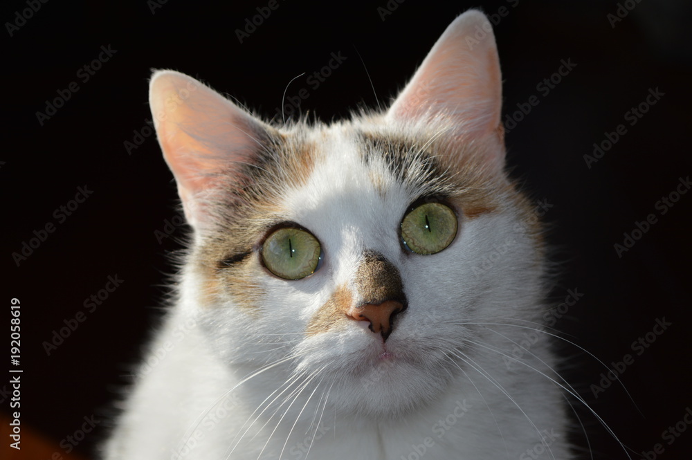 Headshot of Rare White Calico Kitten on Black Background, Adopt Me, Pet Care, Adoption Concepts