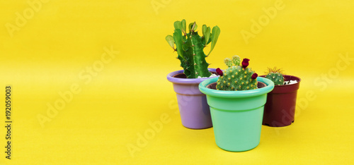 Three succulents or cactus on yellow background. Creative design. Minimal art gallery. Fresh colors pastel trend.