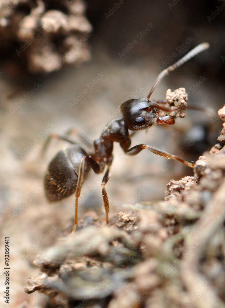 ant ant