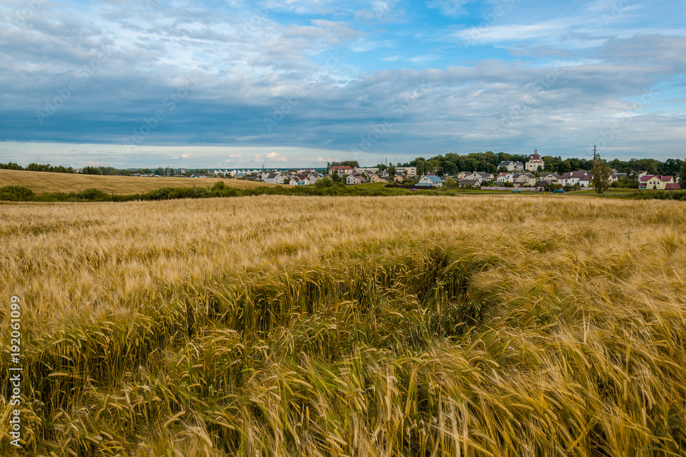 rural agricultural landscape. rye field in the foreground in front of the village rural agricultural landscape. rye field in the foreground in front of the village