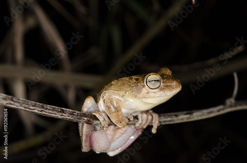 Hypsiboas geographicus photo