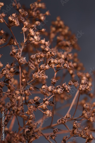 Hydrangea dried flowers close-up