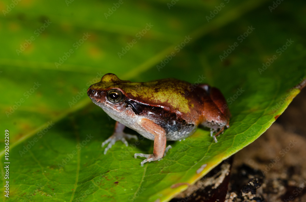 Fototapeta premium Physalaemus cuvieri