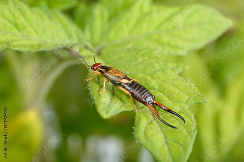 Beautiful and dangerous earwig on tomato plant leaf. Male exemplar of Forficula auricularia, a well known insect pest in farming