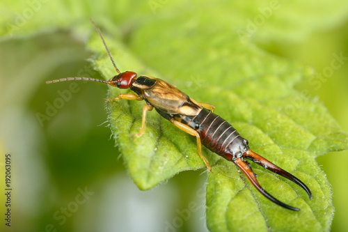 Close-up of European earwig over a leaf. Highly detailed macrophotography of male exemplar of Forficula auricularia in tomato plants at orchard