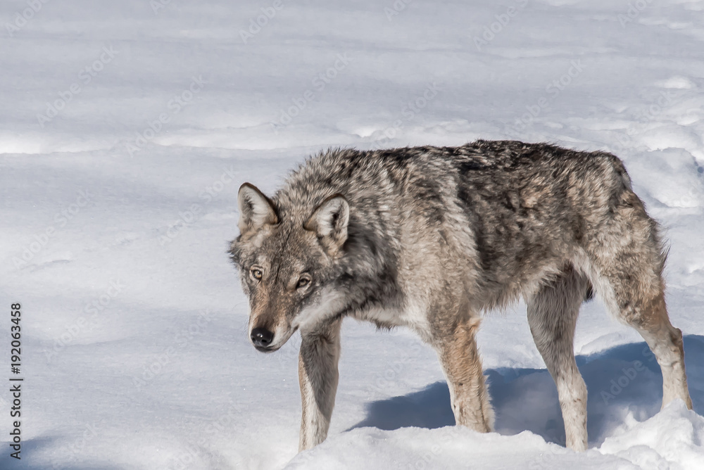 Fototapeta premium the wolf