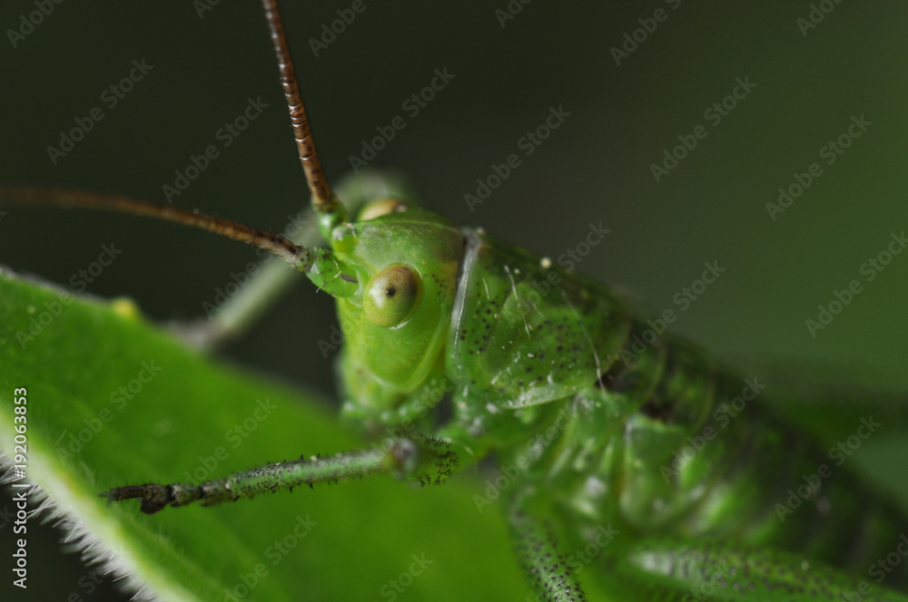 Fototapeta premium grasshopper