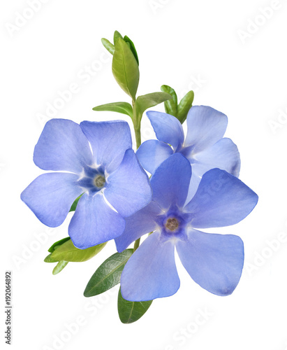 Quadro su tela bright violet wild periwinkle flower bouquet