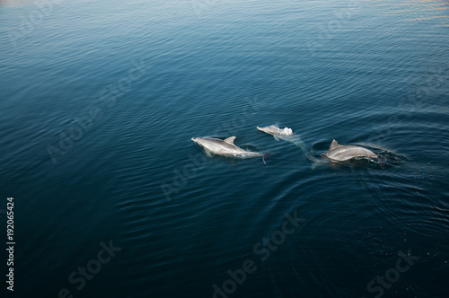 Three dolphins playing in the sea
