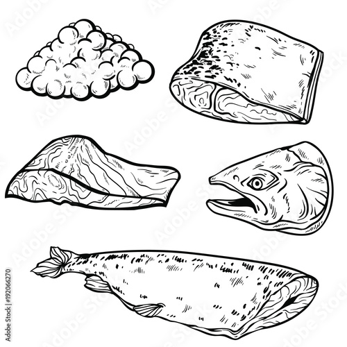 Vector sea fish set in black and white version. Isolated on white background. Can be used for some coloring book.