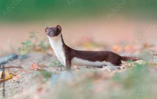 Least weasel (Mustela nivalis) photo