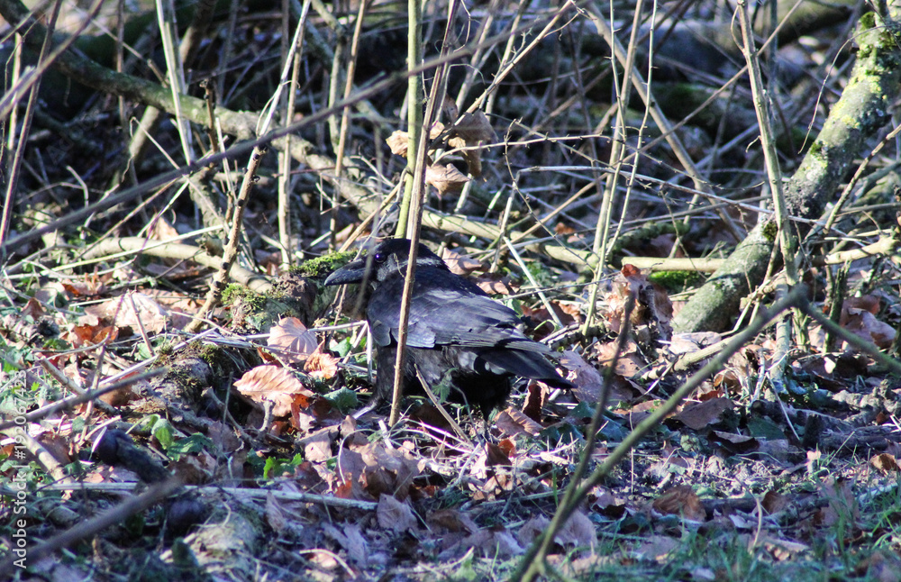 black carrion crow (Corvus corone) in grass black carrion crow (Corvus corone) in grass