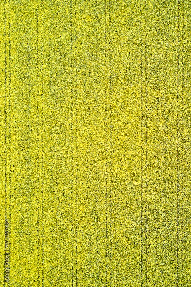 Bright yellow canola field Bright yellow canola field