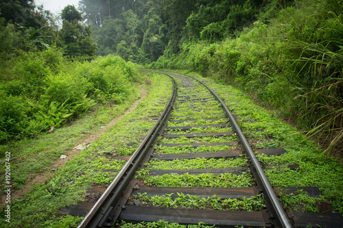 railway tracks in green jungle