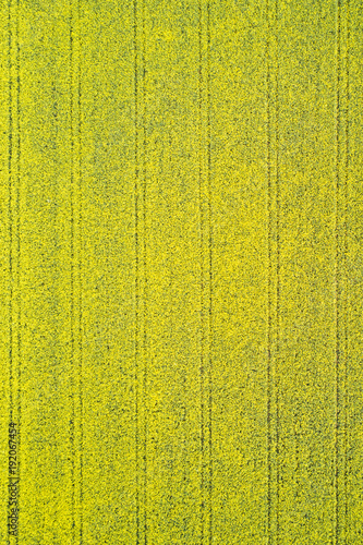Bright yellow canola field