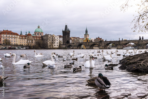 Landscape of white swans on the Vltava river next to Charles Bridge. Prague, Czech Republic