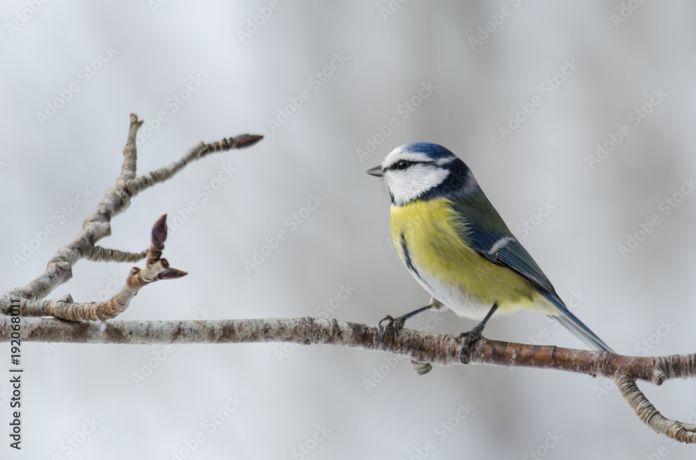 Blue tit bird sitting in the tree a cold winter day Blue tit bird sitting in the tree a cold winter day