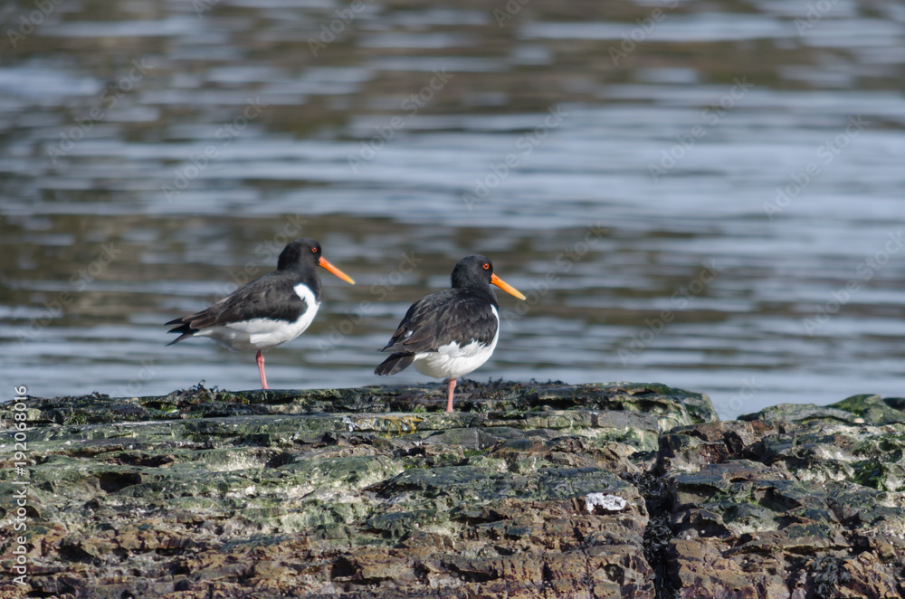 Two oystercatcher sitting at the sea Two oystercatcher sitting at the sea