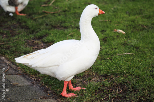 White domestic geese (Anser anser domesticus ) standin on grass