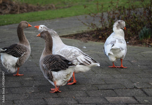  Group greylag goose (Anser anser) in city
