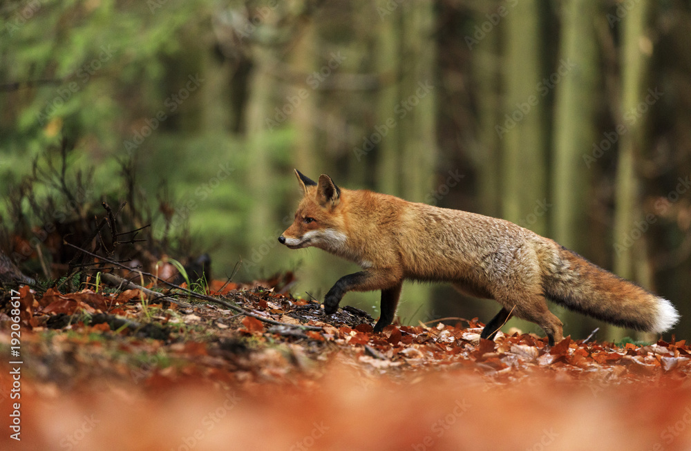 Obraz premium Red Fox running in orange autumn leaves.