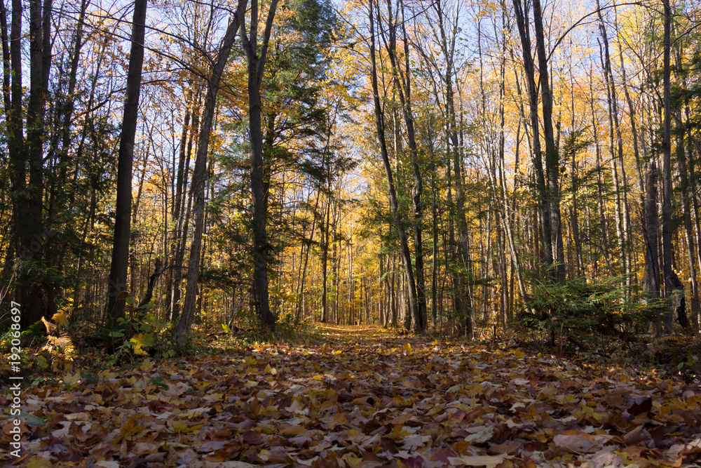 Obraz premium automne1