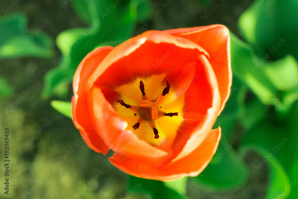 Colourful head of orange tulip close-up with defocused green background Colourful head of orange tulip close-up with defocused green background