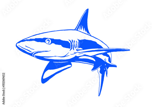 Graphical blue shark isolated on white background,vector illustration