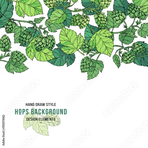 Sketches of hop plant, branch with leaves in engraving style, pattern card.