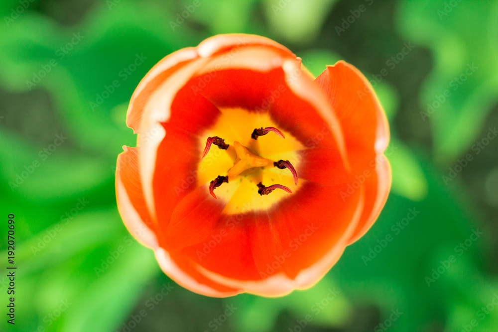 Bright head of orange tulip close-up with defocused green background Bright head of orange tulip close-up with defocused green background