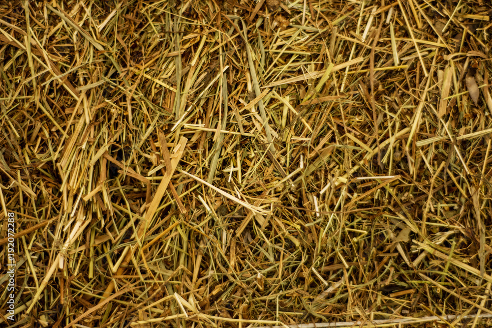 The texture of the old dried grass. Background for designers - hay. The texture of the old dried grass. Background for designers - hay.