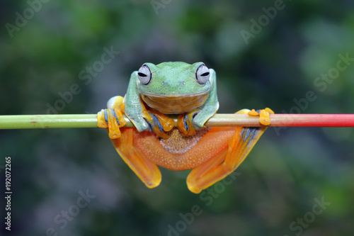 Tree frog, flying frog, Javan tree frog on branch
