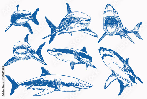 Graphical set of blue sharks  isolated on white background,vector color sharks for tattoo and printing