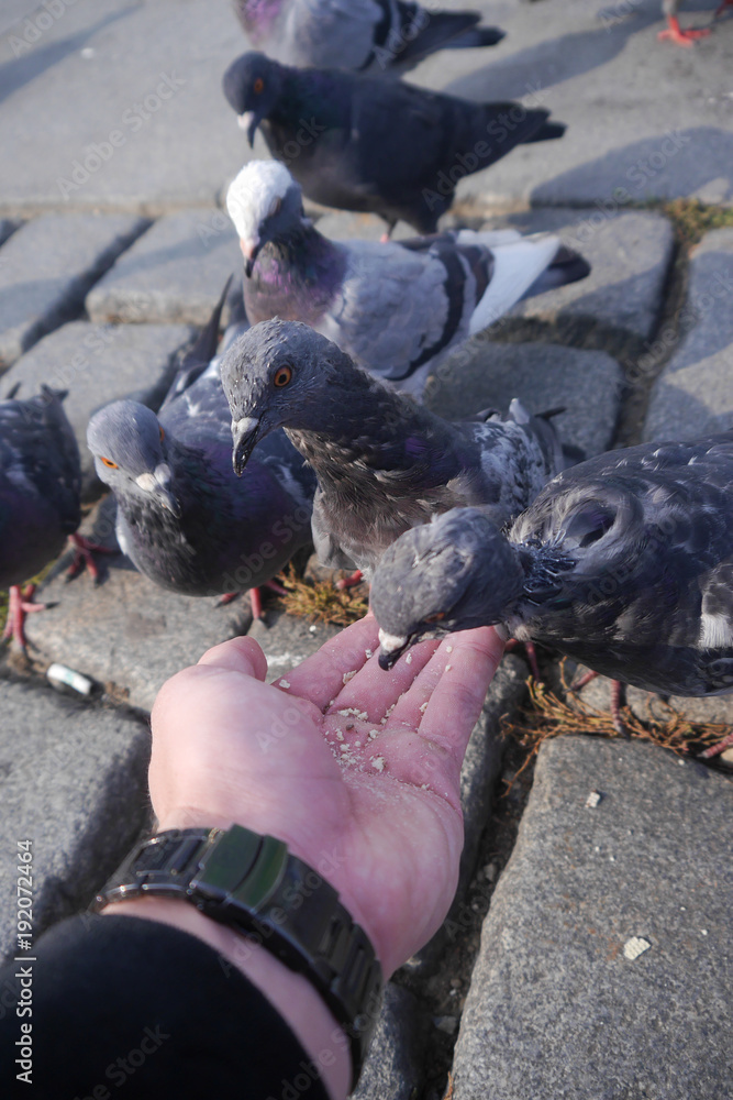 Fototapeta premium feeding pigeon 1