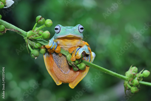 Tree frog, flying frog, Javan tree frog on branch © kuritafsheen