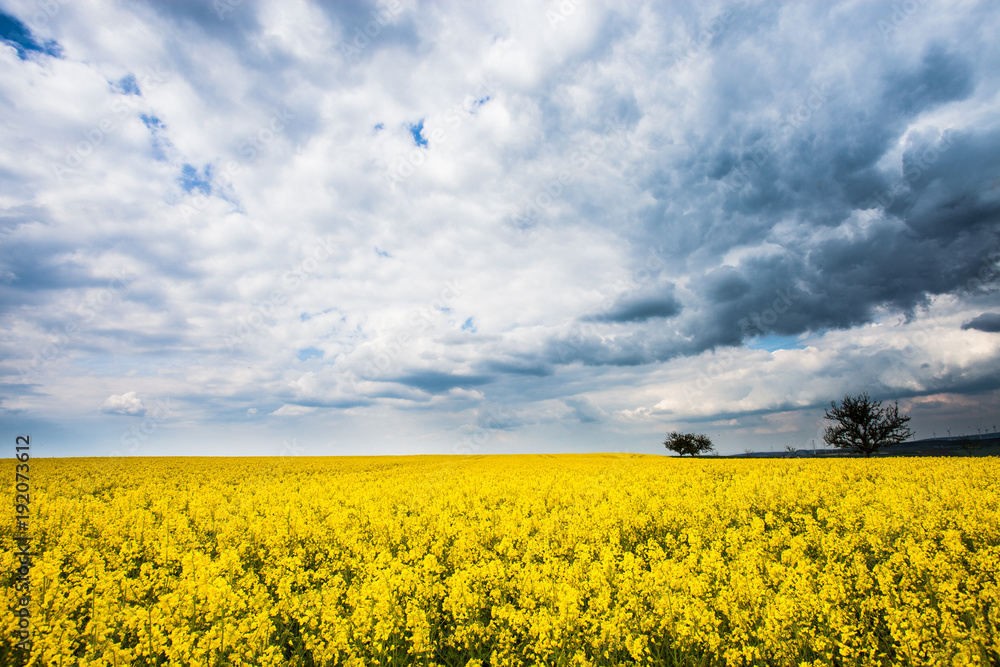 Rapsfeld im Sommer bei blauem Himmel Rapsfeld im Sommer bei blauem Himmel