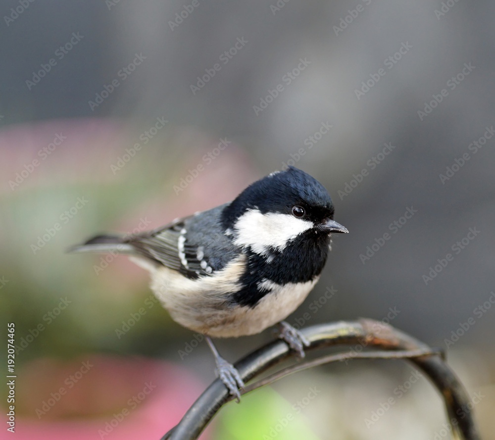 Tannenmeise (Periparus ater) Tannenmeise (Periparus ater)