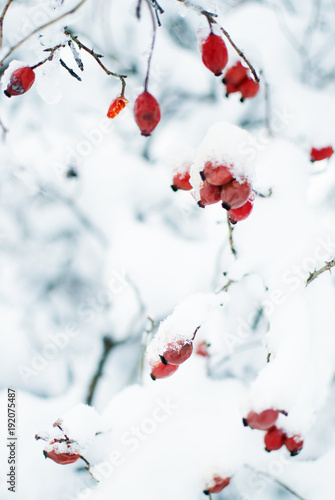 The branch with snow is close in the open air © galyna0404