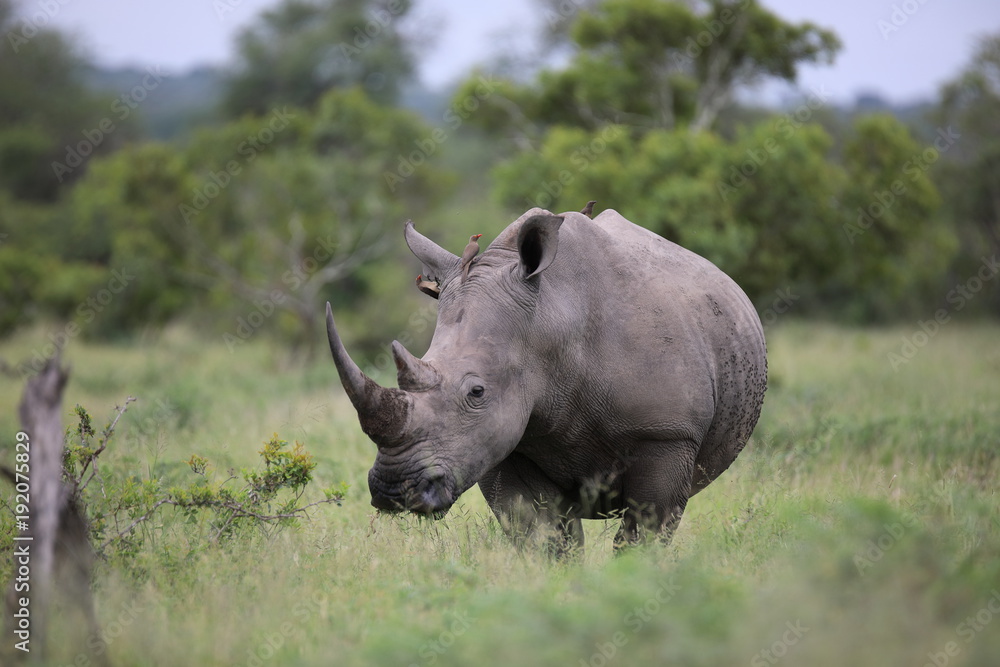 Fototapeta premium Portrait of free roaming white african rhino