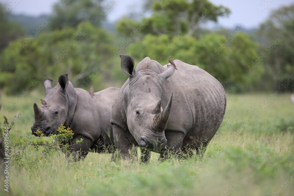 Fototapeta premium Portret nosorożca afrykańskiego