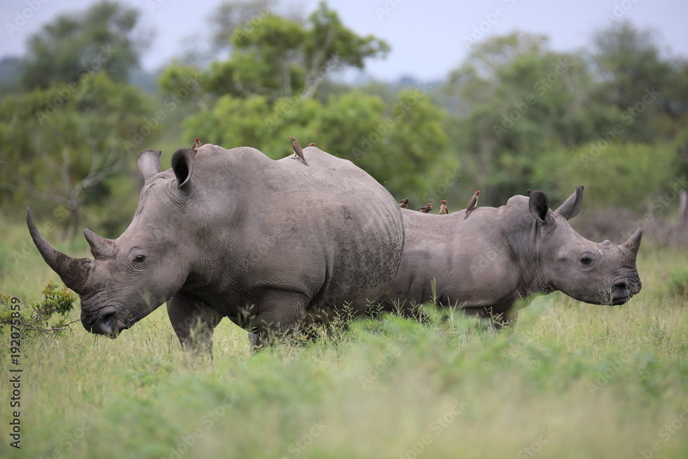 Fototapeta premium Portrait of free roaming white african rhino