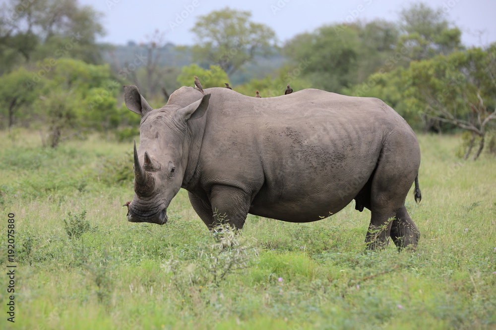 Portrait of free roaming white african rhino Portrait of free roaming white african rhino